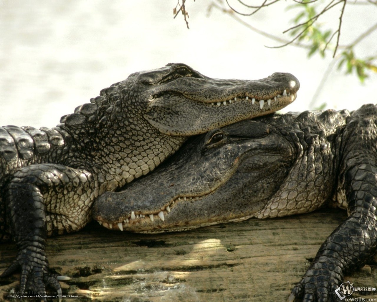 Two alligators resting together