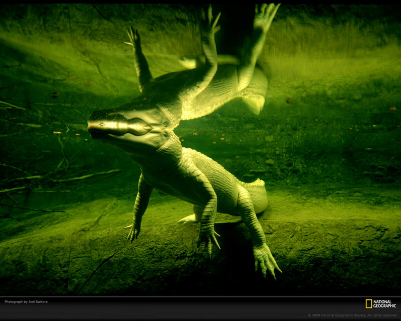 Two Alligators Underwater