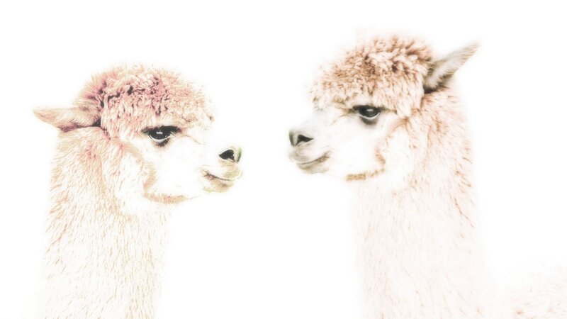 two alpacas facing each other