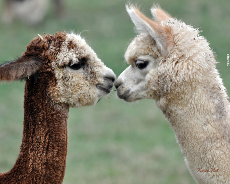 Two Alpacas Facing