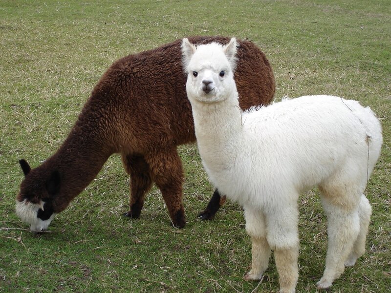 Two alpacas in a field