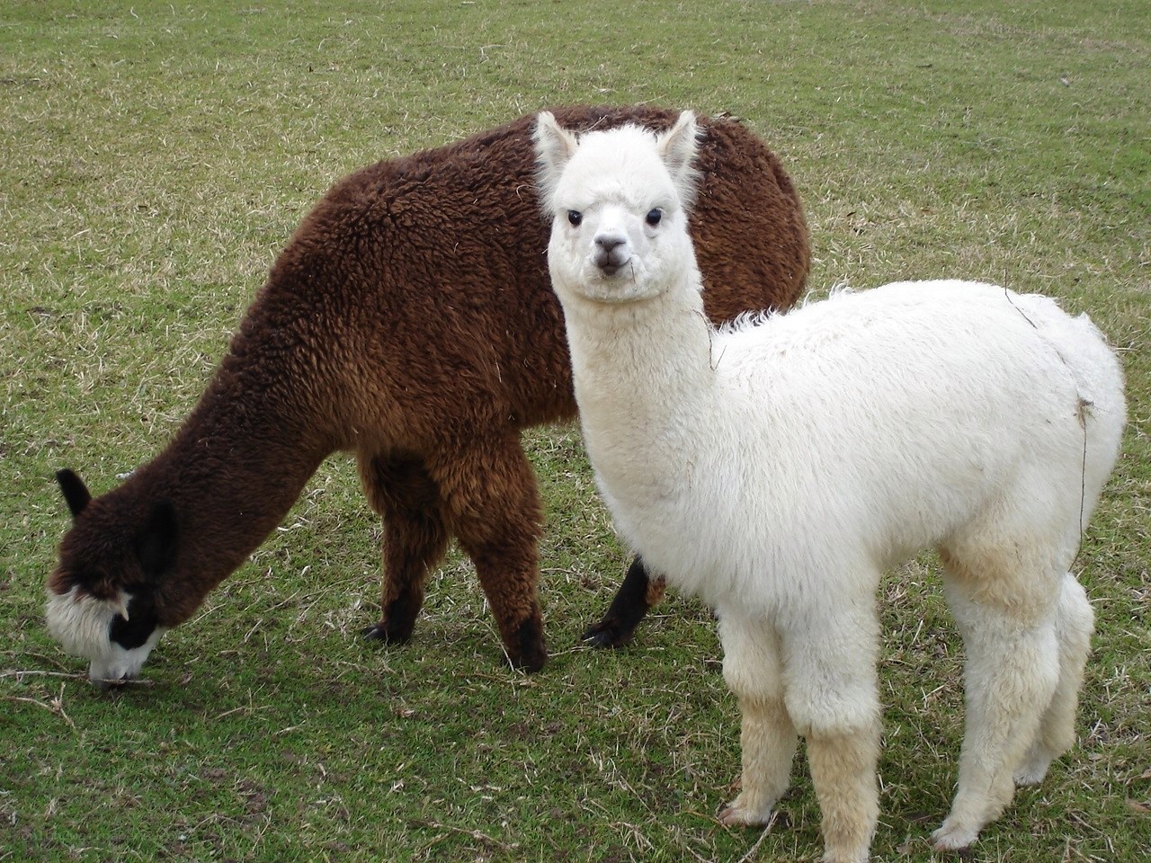Two alpacas in a field