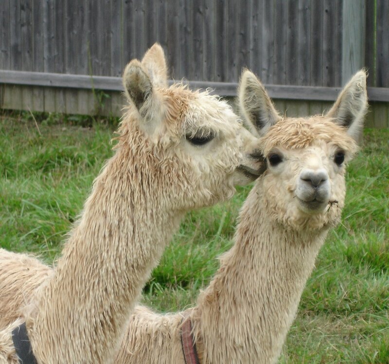 Two alpacas in a grassy field
