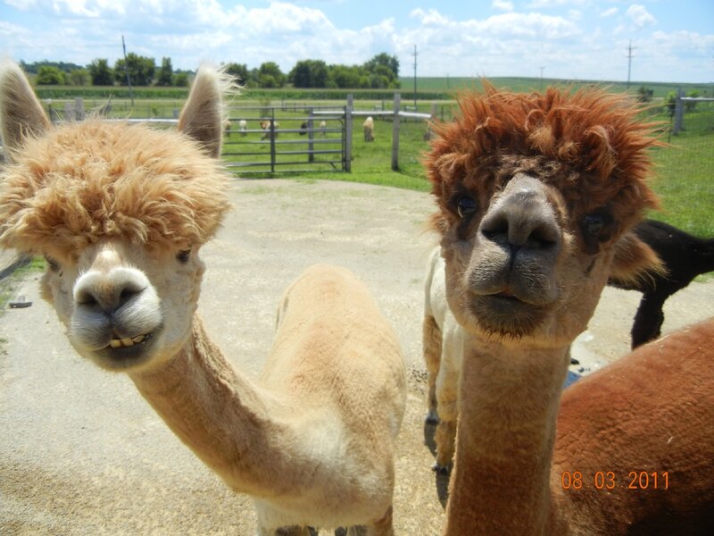 Two Alpacas in Farm