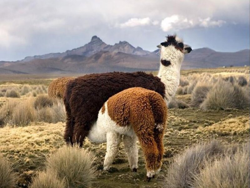 Two Alpacas in Field