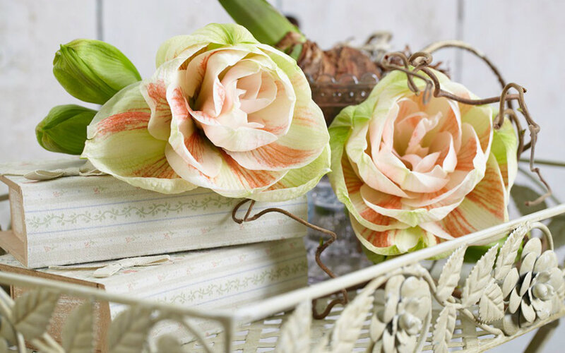 Two Amaryllis Flowers