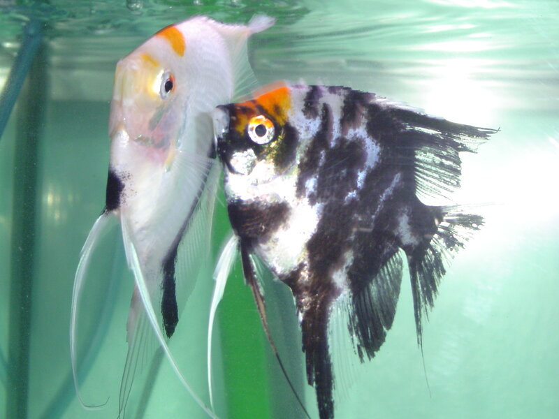 two angelfish in aquarium
