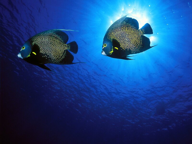 Two angelfish in blue water