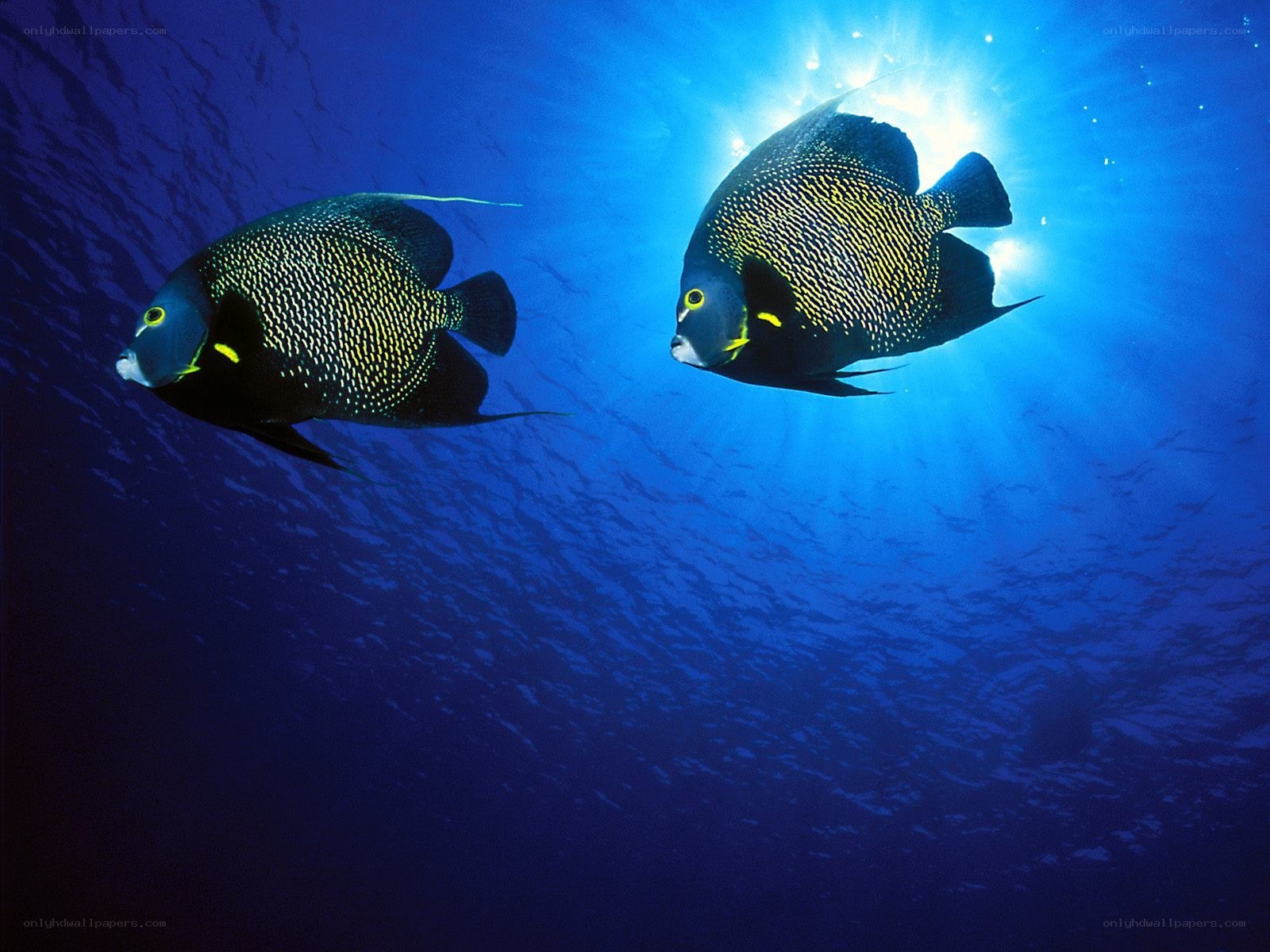 Two angelfish in blue water