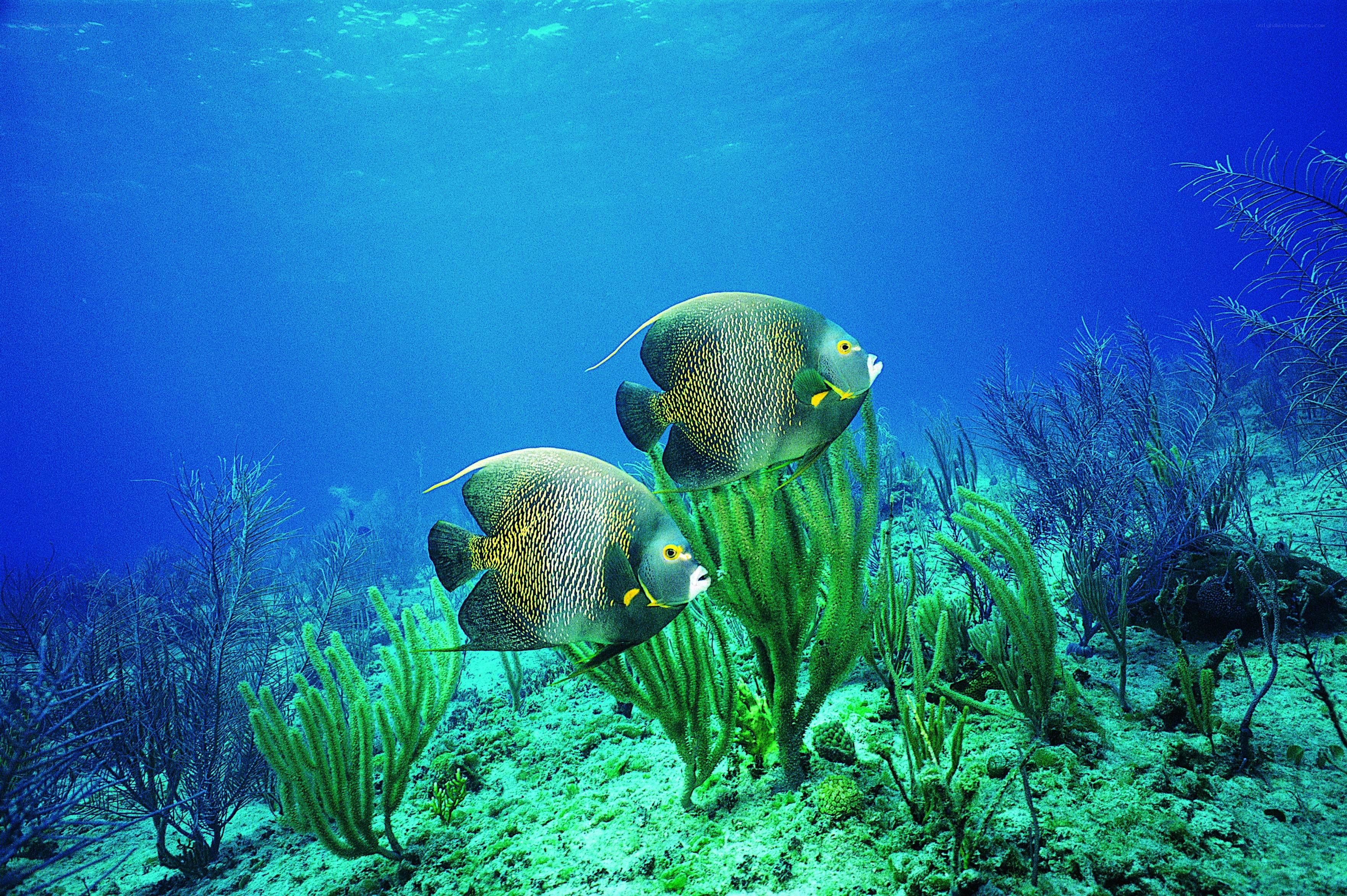 Two angelfish in coral reef