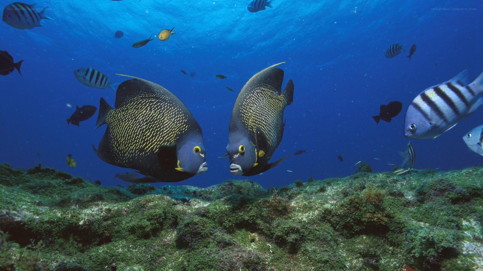Two angelfish in coral reef