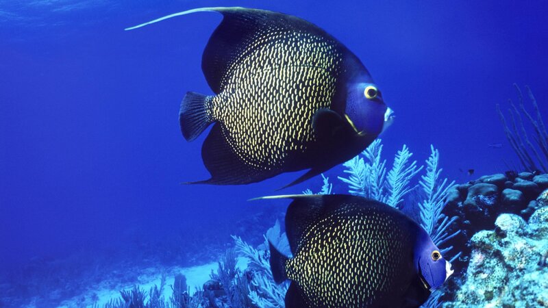 Two angelfish in coral reef