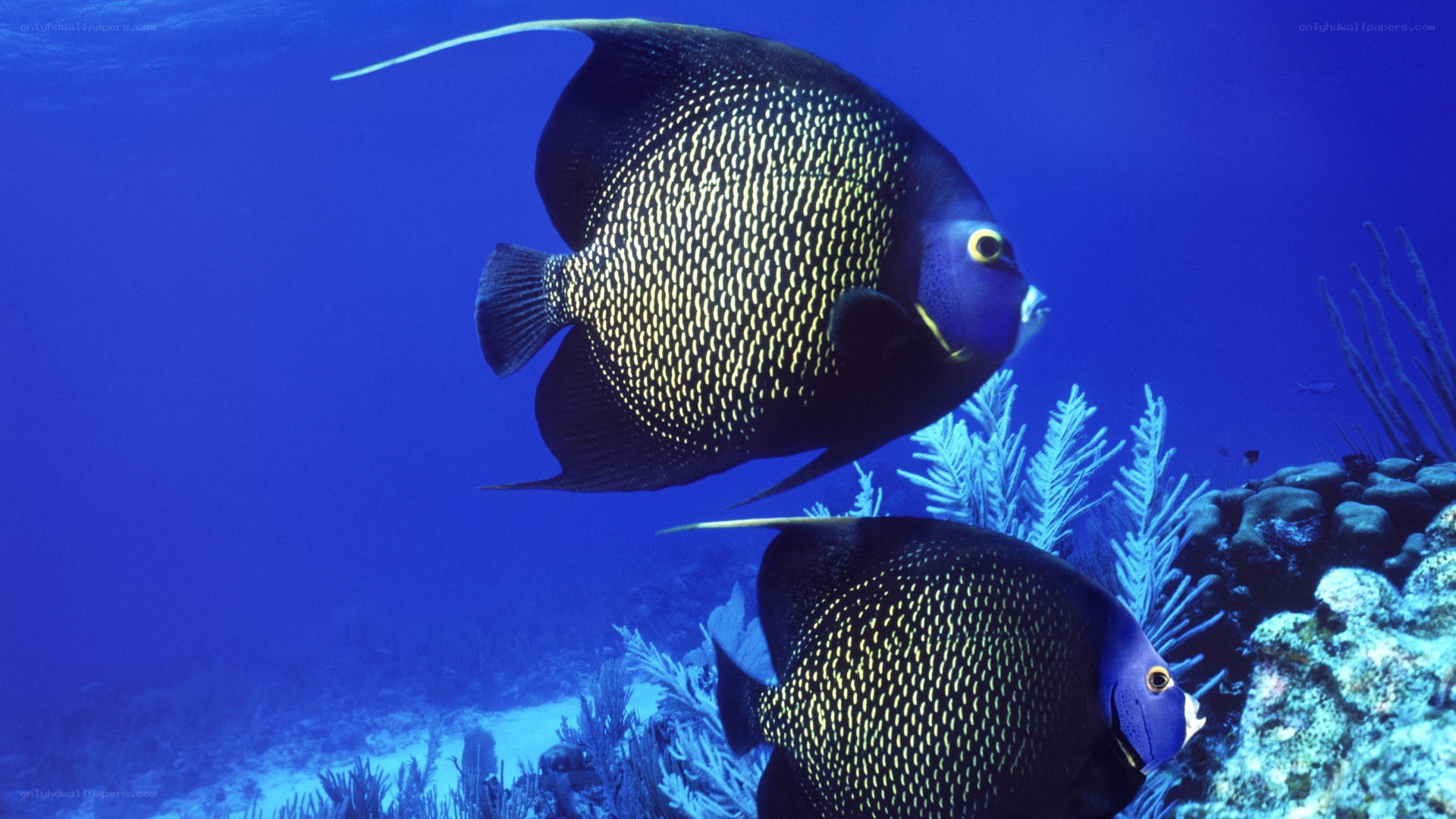 Two angelfish in coral reef