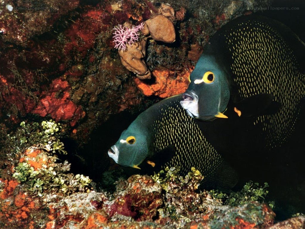 Two angelfish in coral reef