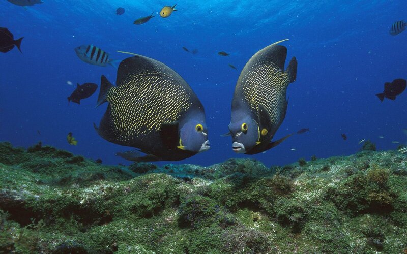Two angelfish in coral reef