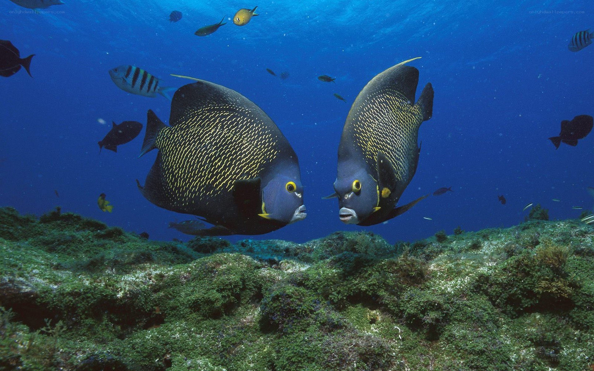 Two angelfish in coral reef