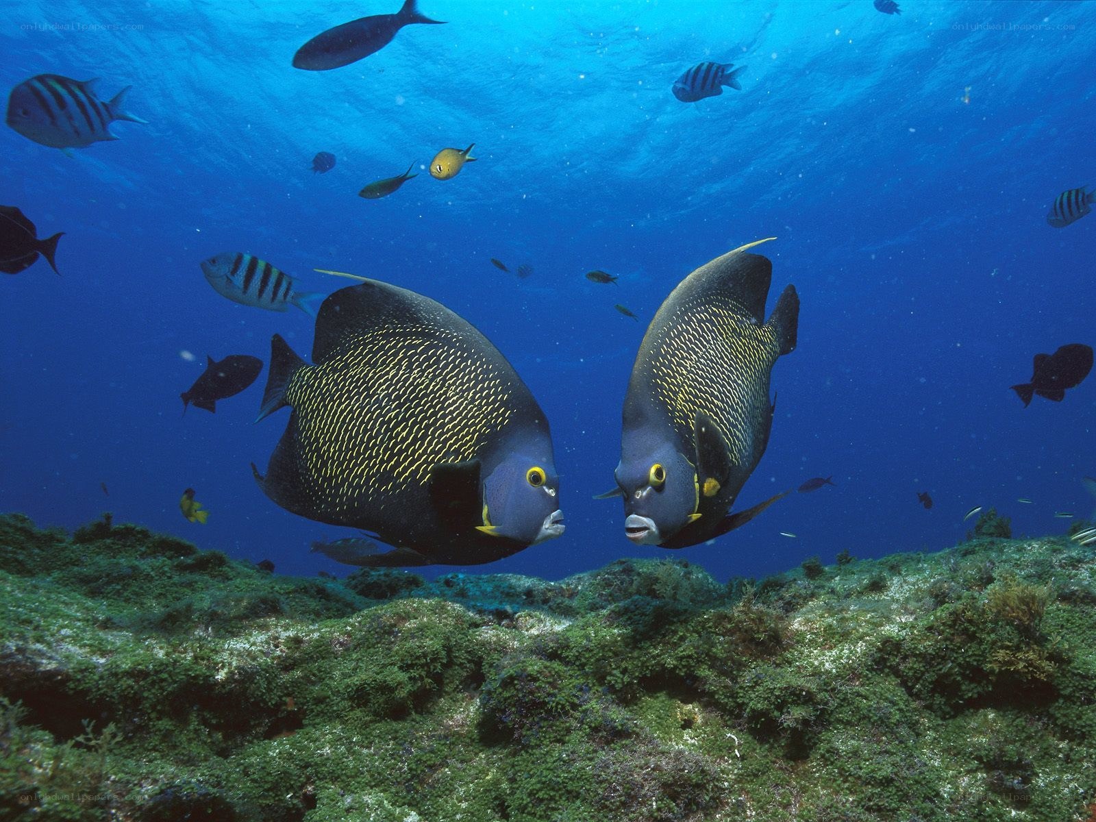 Two angelfish in coral reef