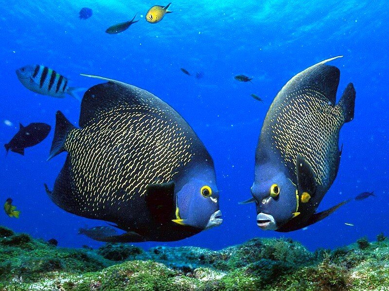 Two angelfish in the ocean