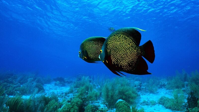 Two angelfish swim in blue water