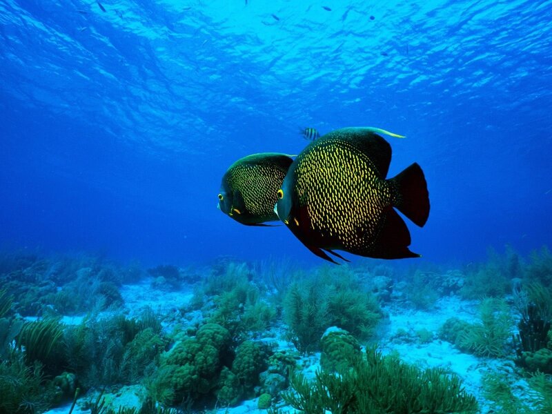 Two angelfish swim in coral reef