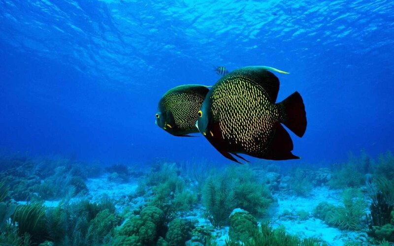 Two angelfish swim in the ocean