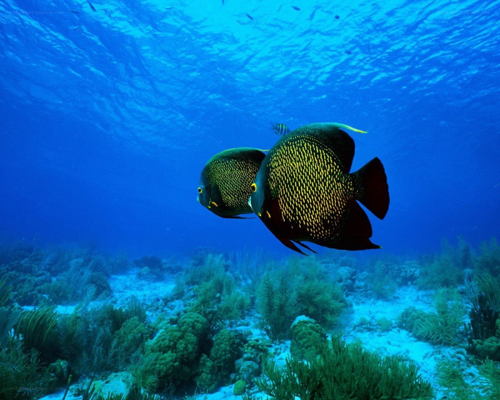 Two angelfish swim over coral reef