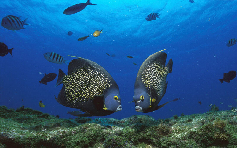 Two Angelfish Swimming — Blue, Serene, Photograph, Fish, Coral Reef