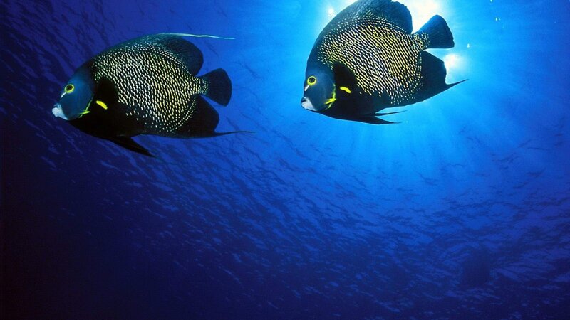 Two Angelfish Swimming — Blue, Serene