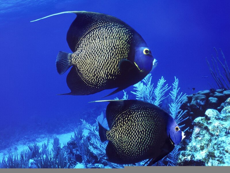 Two Angelfish Swimming