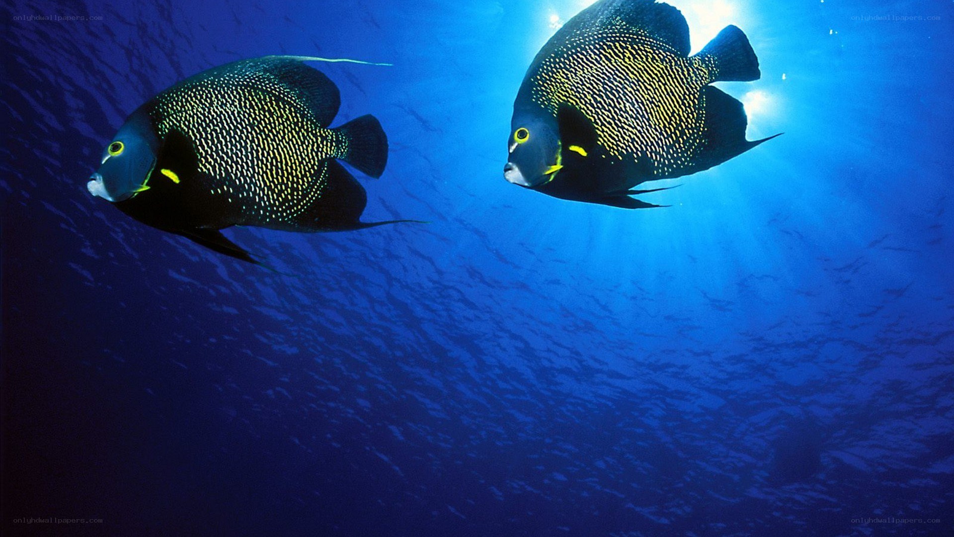 Two angelfish swimming underwater