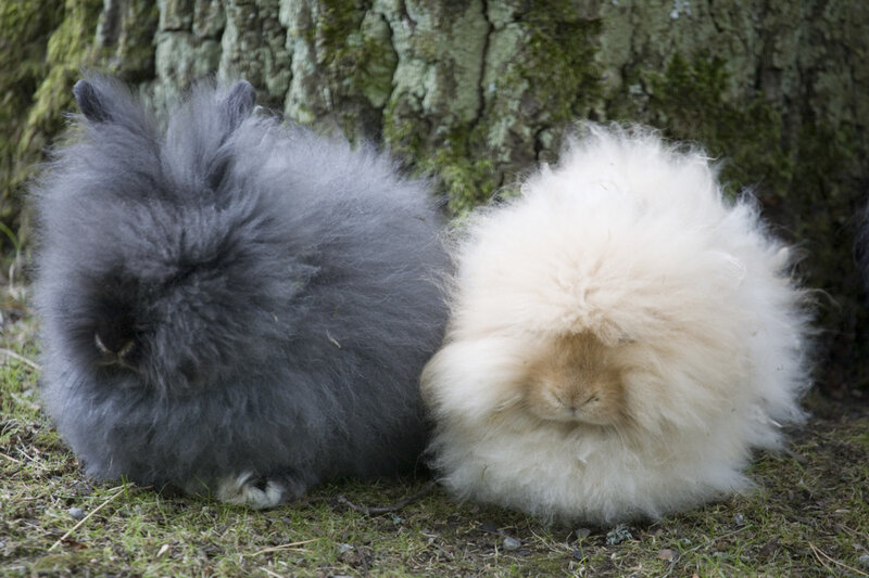 Two Angora Rabbits