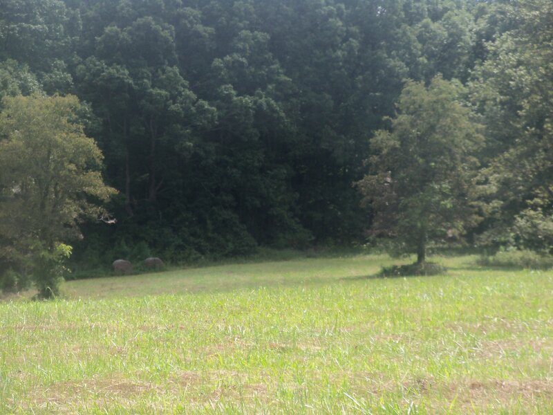Two Animals in Field