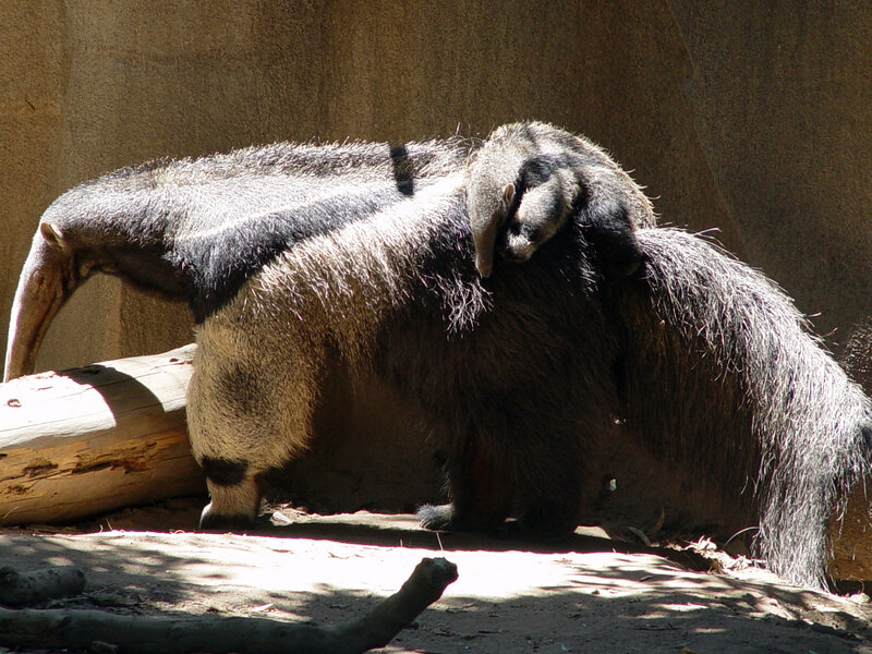 Two anteaters in a zoo enclosure
