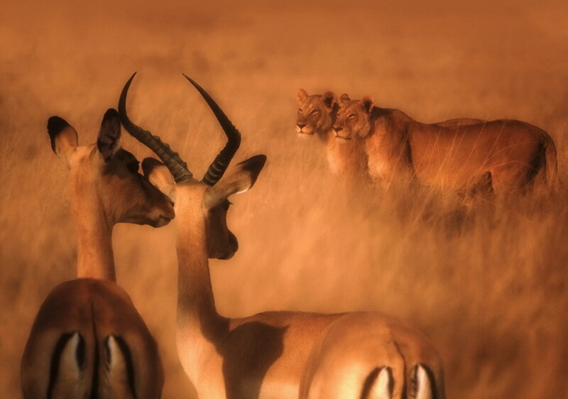 Two Antelopes and Two Lions