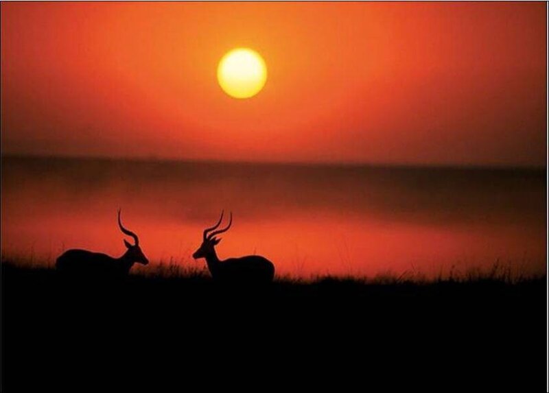 Two Antelopes at Sunset — Red
