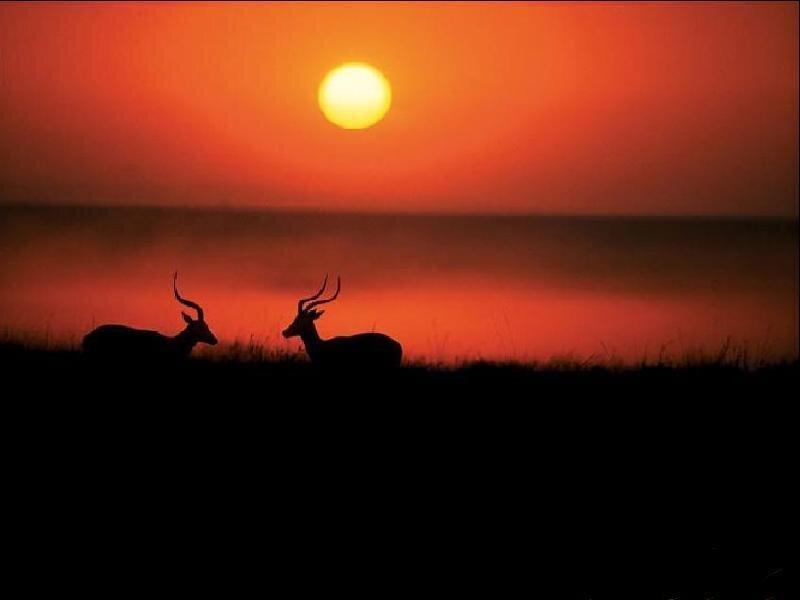 Two Antelopes at Sunset
