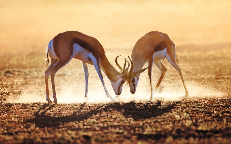 Two Antelopes Fighting — Brown