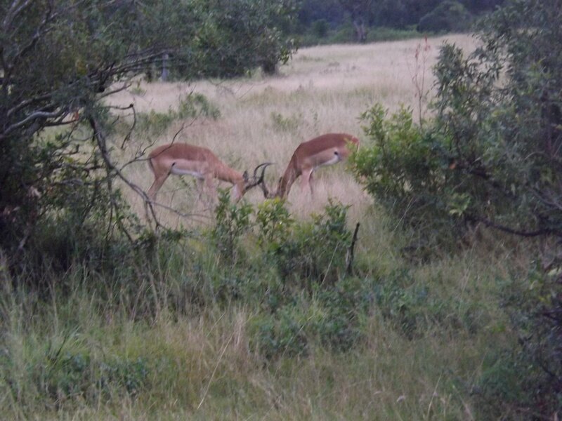 Two Antelopes Fighting — Green