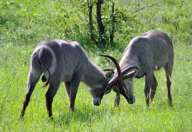 Two Antelopes Fighting