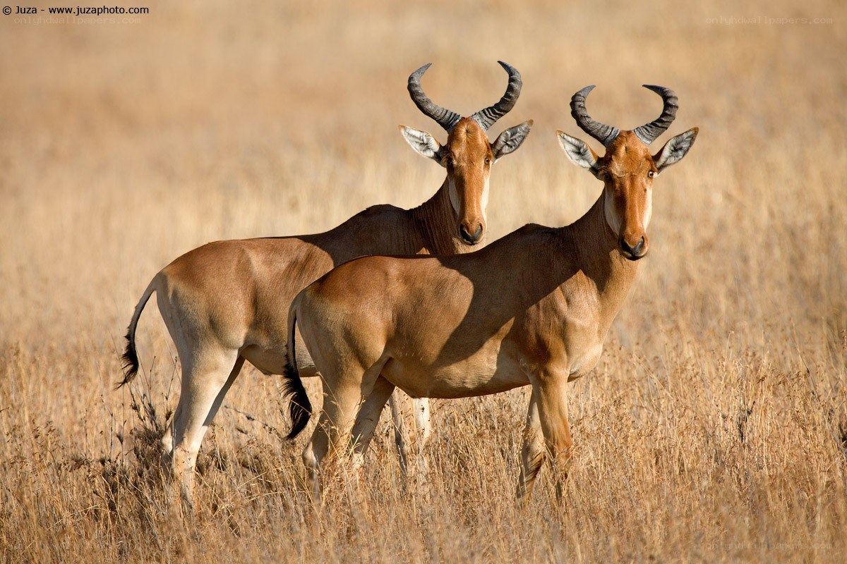 Two antelopes in a field