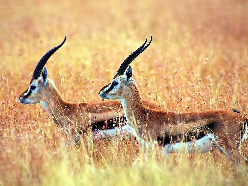 Two antelopes in a grassy field