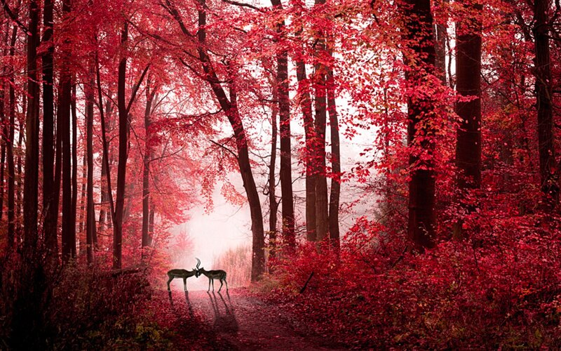 Two Antelopes in Forest