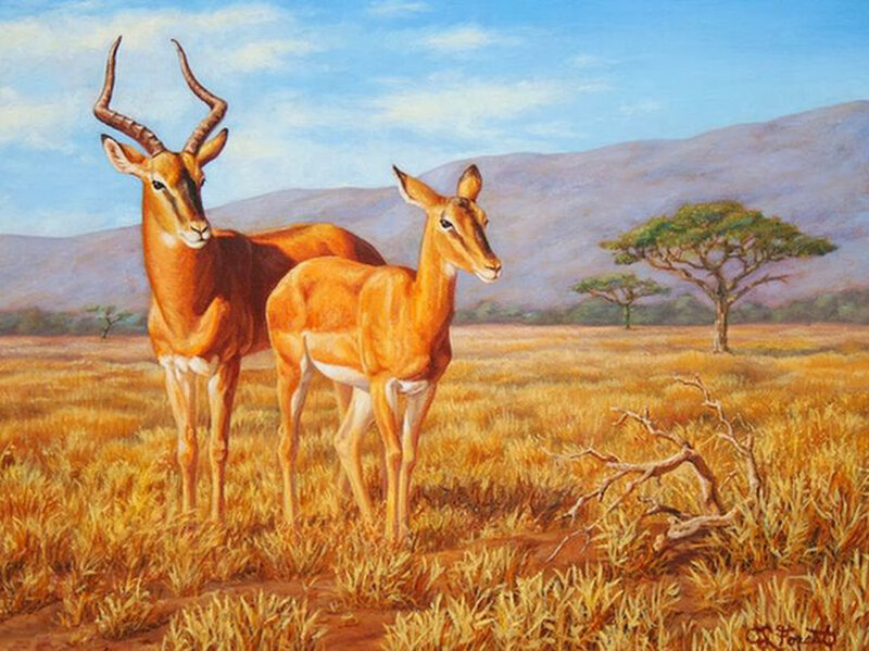 Two Antelopes in Savanna