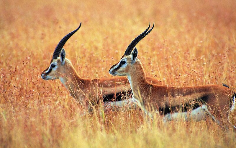 Two antelopes in tall grass