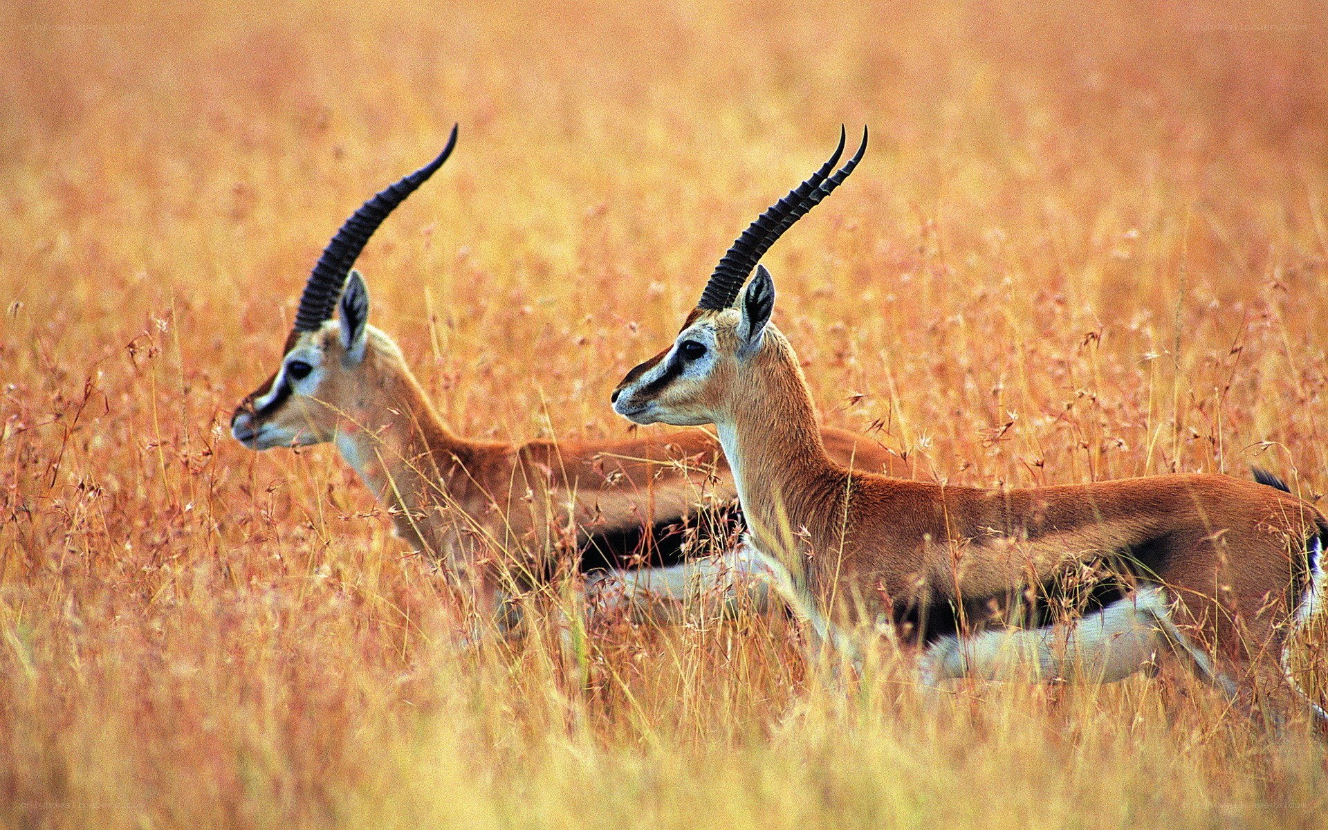 Two antelopes in tall grass
