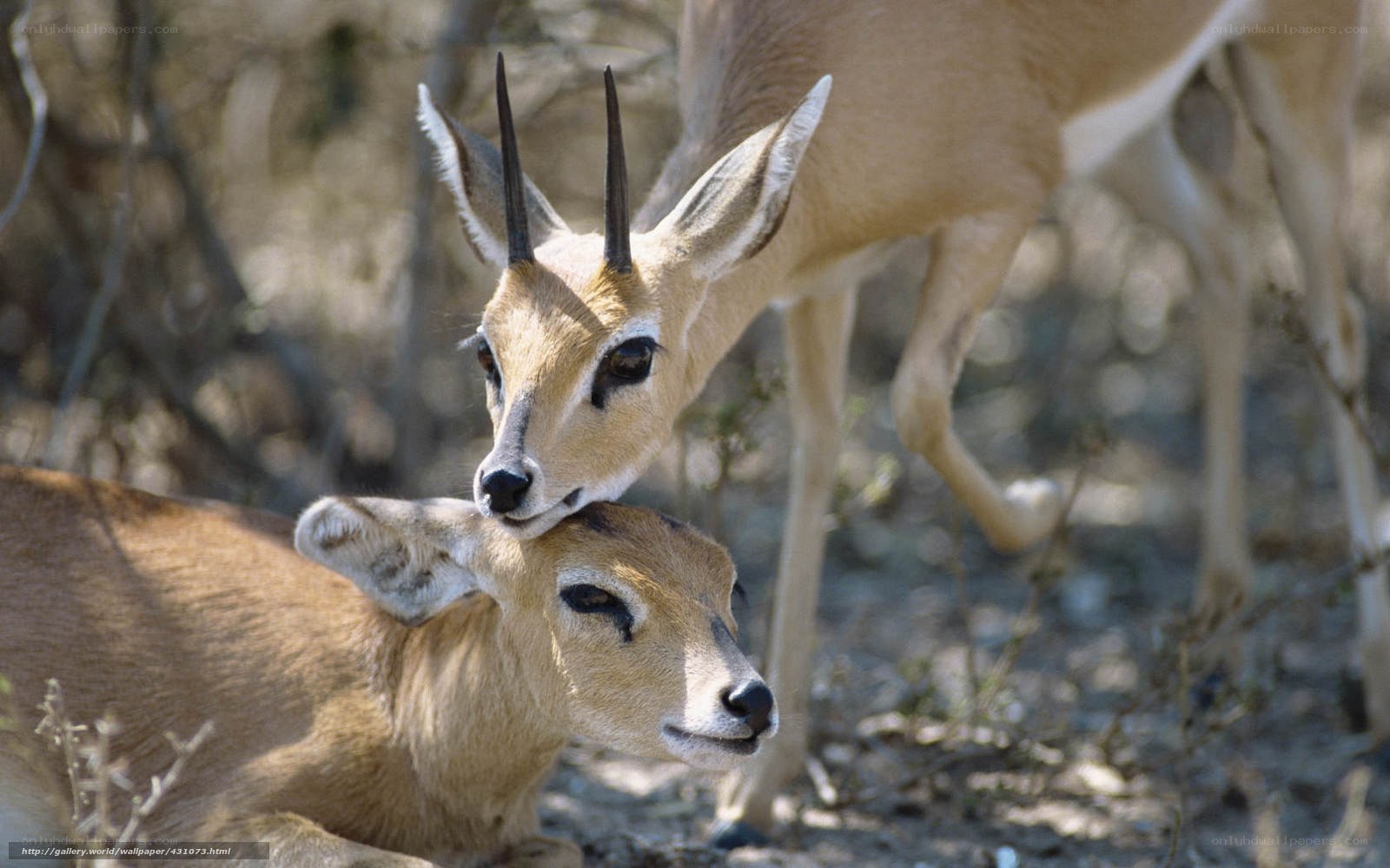 Two antelopes in the wild