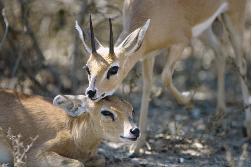 Two Antelopes Interacting