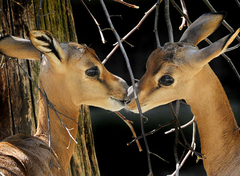 Two Antelopes Nuzzling