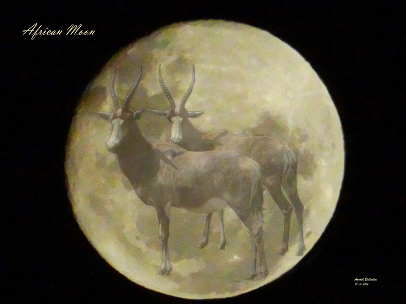 Two Antelopes on Moon