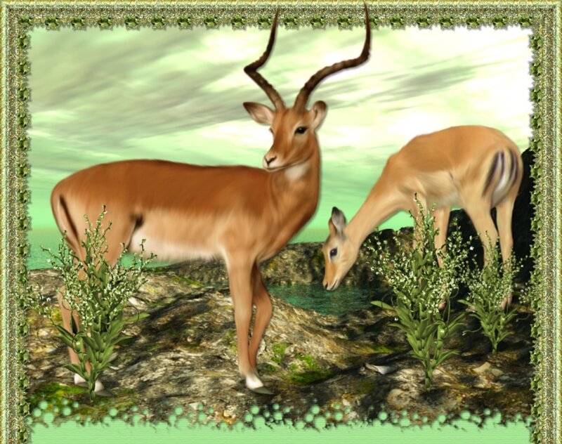 Two Antelopes on Rocks